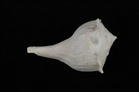 藏品(左旋香螺)的圖片